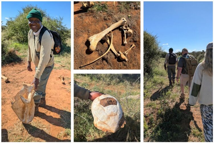 Madikwe Bush Camp Returns to its Walking Safari Roots