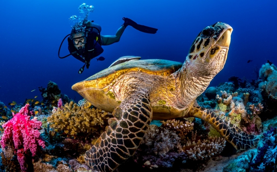 RSG Publishes its Science-Based Model for Achieving Net Conservation Gains  - TRAVELINDEX